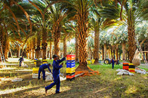 palm trees with harvesting workers