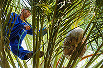 man collecting dates in palm tree