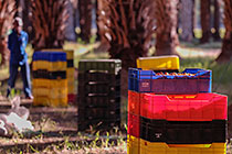crates with dates
