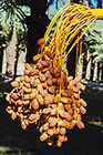 dates