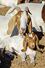 goats