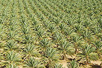 palm groves