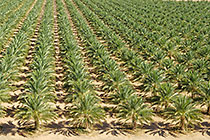 palm groves