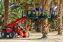 palm trees with harvesting machine