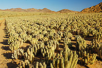 medicinal cacti