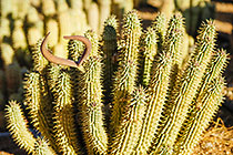 medicinal cacti