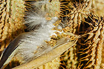 medicinal cacti