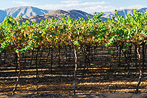 vineyards