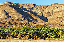 landscape with palm groves