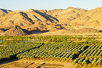 landscape with palm groves