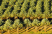palm groves