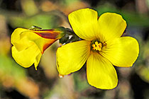 ??? sorrel yellow flowers