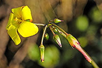 ??? sorrel yellow flower & buds