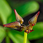 ??? sorrel yellow flower & buds