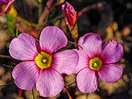 ??? sorrel pink flowers
