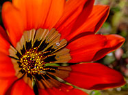 ??? flowers