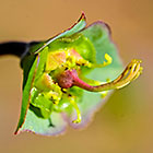 ??? flowers
