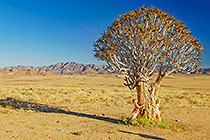 quiver tree in landscape with mountains