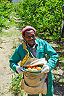farm workers harvesting apricots in orchard