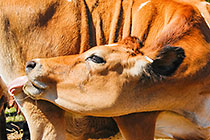 cows in field