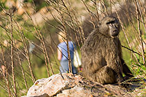 baboon matters