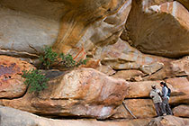bushman paintings