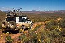 land cruiser & flowers in succulent karoo