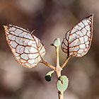 dry fruits