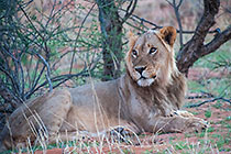 young male lion resting under tree