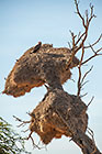 eagle on weaver nest in tree