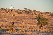 dead tree at sunrise