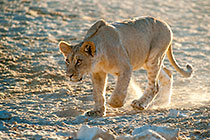 lions playing in early morning