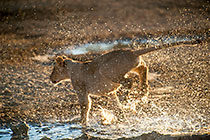 lions playing in early morning
