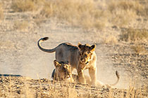 lions playing in early morning