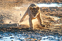 lions playing in early morning