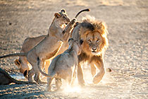 lions playing in early morning