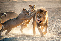lions playing in early morning