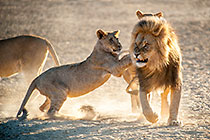lions playing in early morning