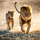 Follow Me