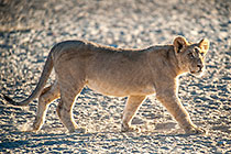 lions playing in early morning
