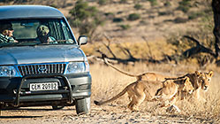 lions near tourist car