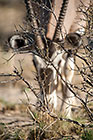 oryx behind bush