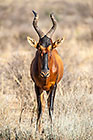 hartebeest