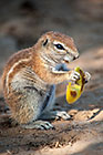 squirel eating piece of apple