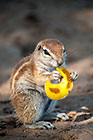 squirel eating piece of apple