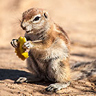 squirel eating piece of apple