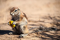 squirel eating piece of apple