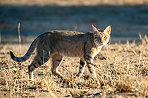 wild cat walking
