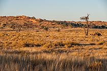riverbed and red dunes