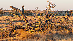 dead tree branches at sunset